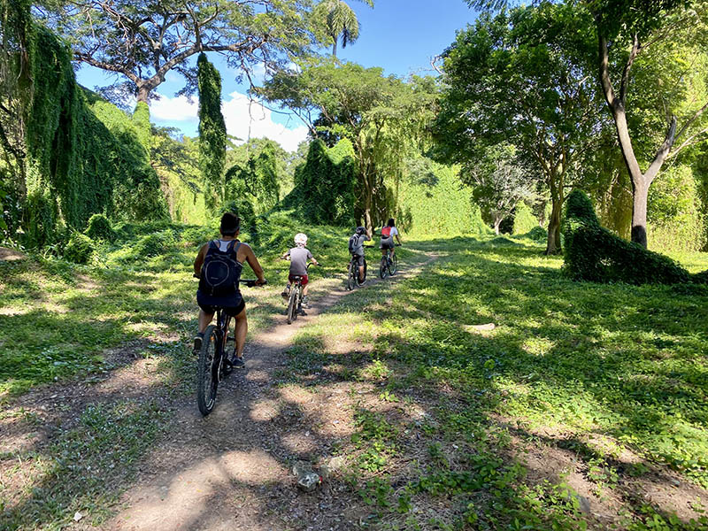 Biking through an Enchanted Forest