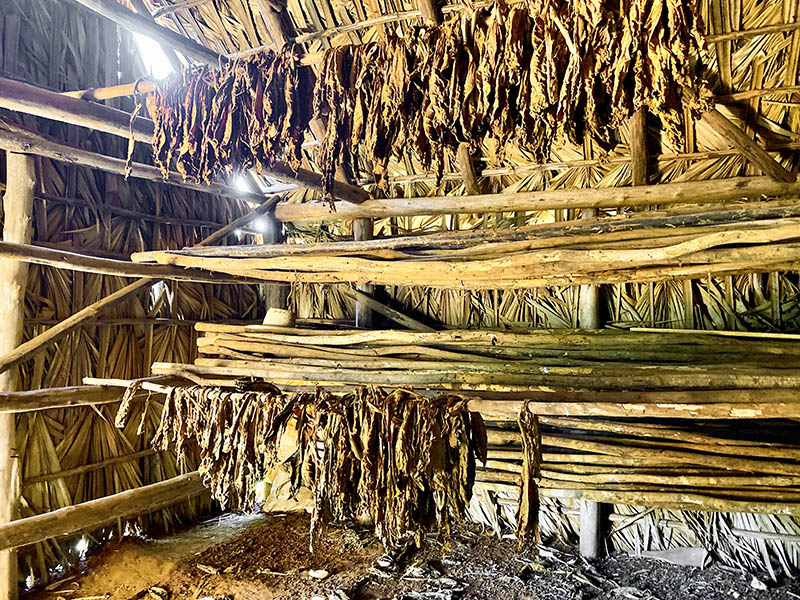 Dried tobacco leaves inside the building