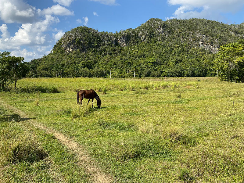 Horse grazing in front of Viñales mogotes