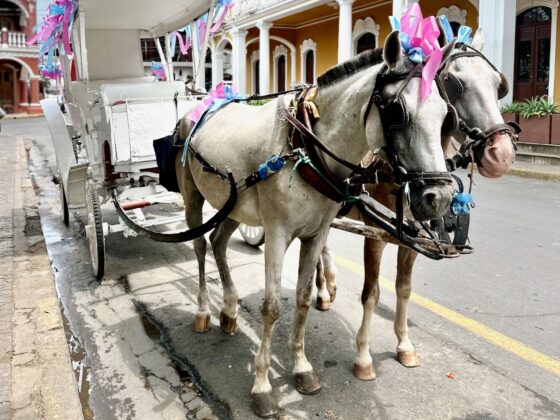 Horse and Buggy Granada Nicaragua
